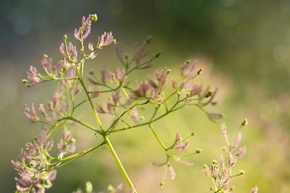 1987期开奖结果震撼揭晓，幸运号码花落谁家？