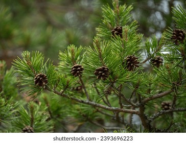 3D开奖专家预测最新精准分析：助你轻松中大奖